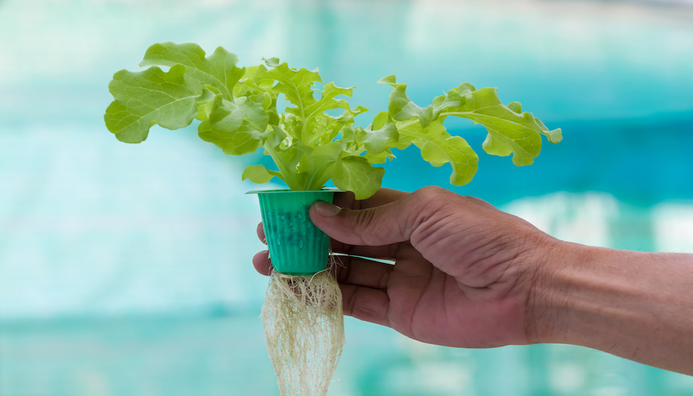 Chile has the ingredients of the new agricultural economy