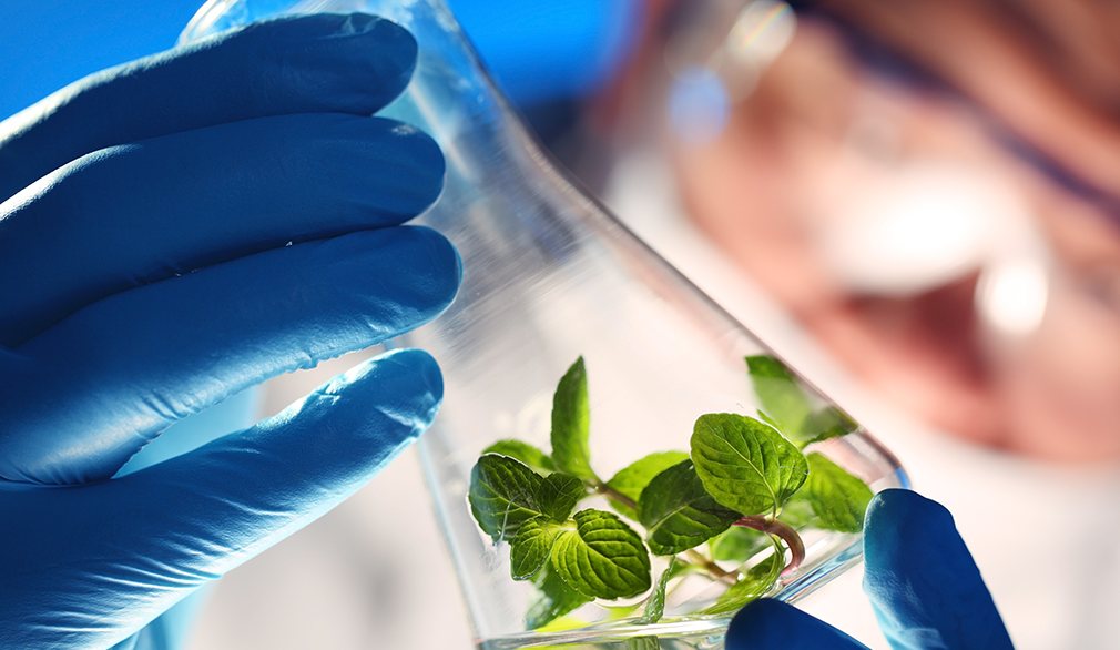 Chile launches call for Business Innovation and R&D in Food