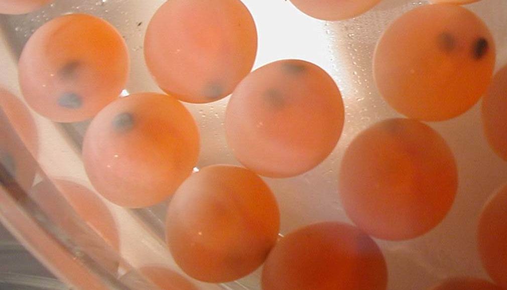 Dutch animal genetics company invests over US$8 million in new center in Chile