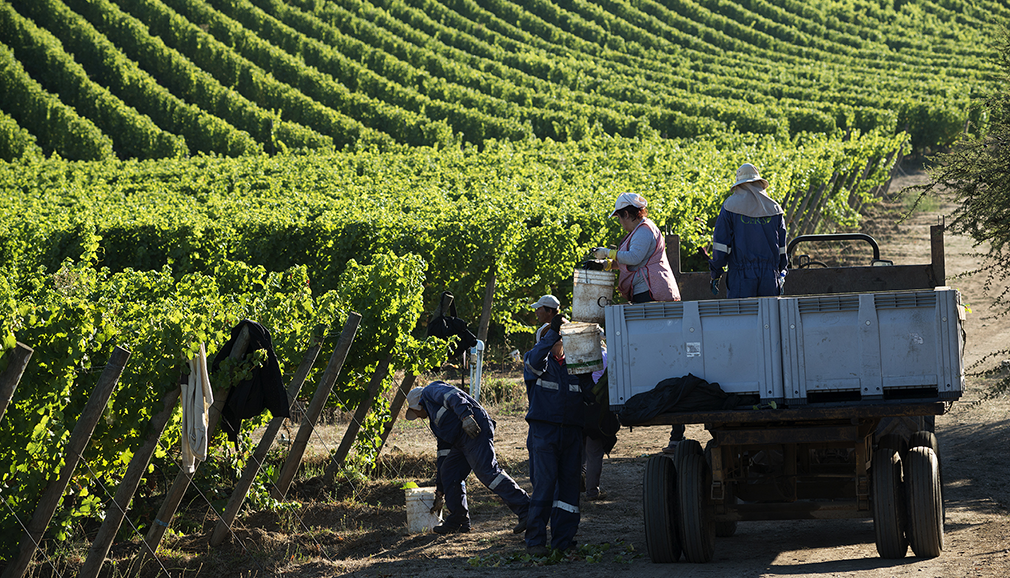Large Chinese companies continue to show interest in Chilean agribusiness